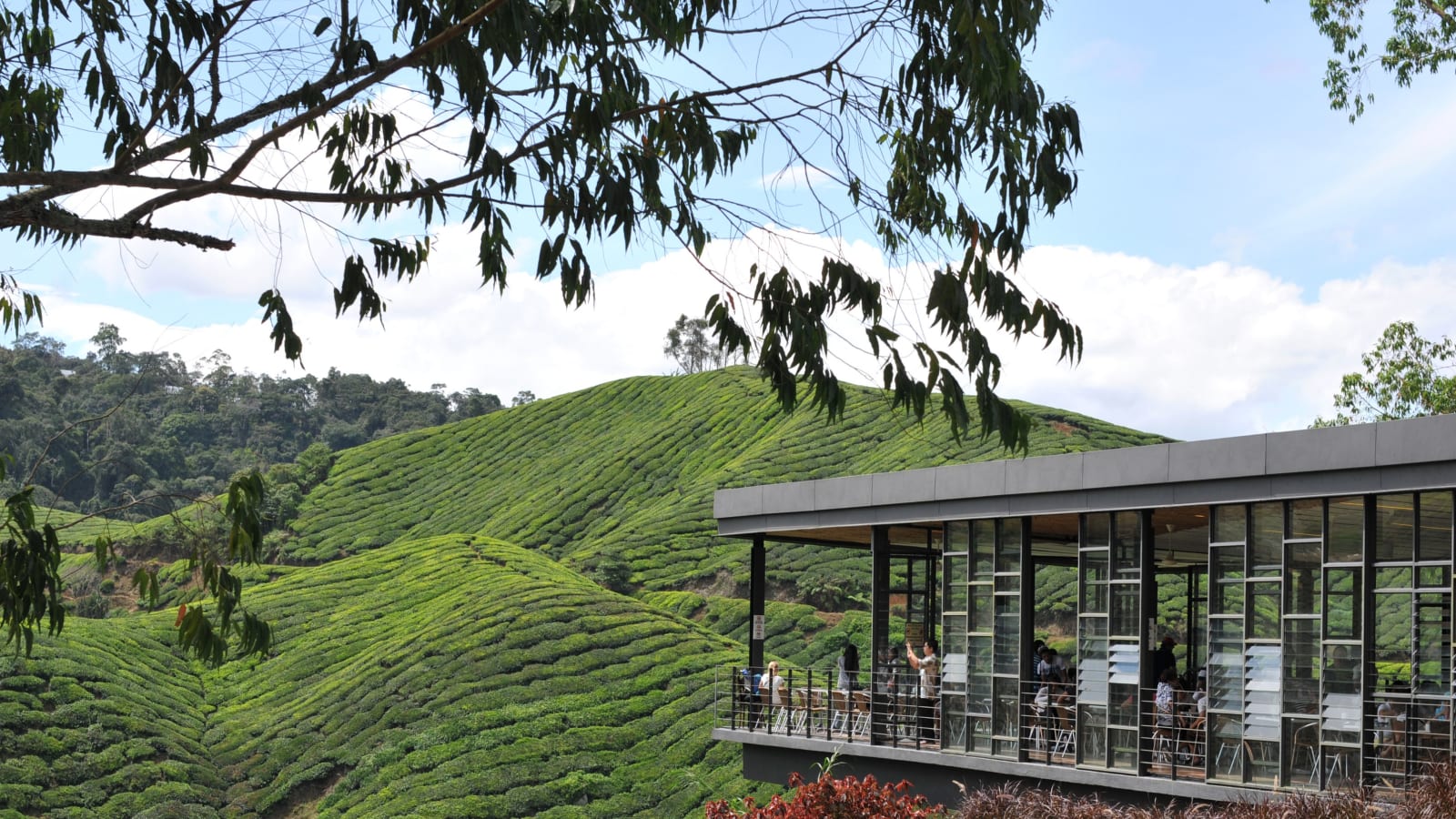 1-Day Cameron Highlands Tour with BOH Tea Centre and Strawberry Farm