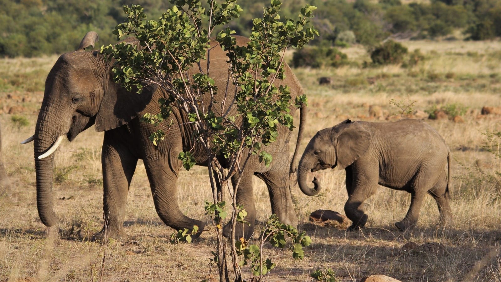 1-Day Pilanesberg National Park Safari from Johannesburg with Big 5