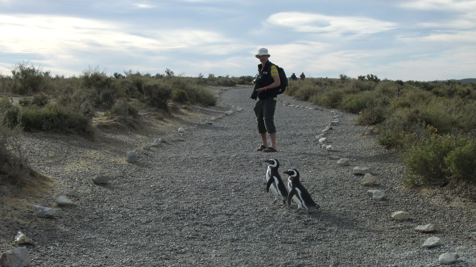 8-Hour Punta Tombo Penguin Colony Tour with Optional Dolphin Watching