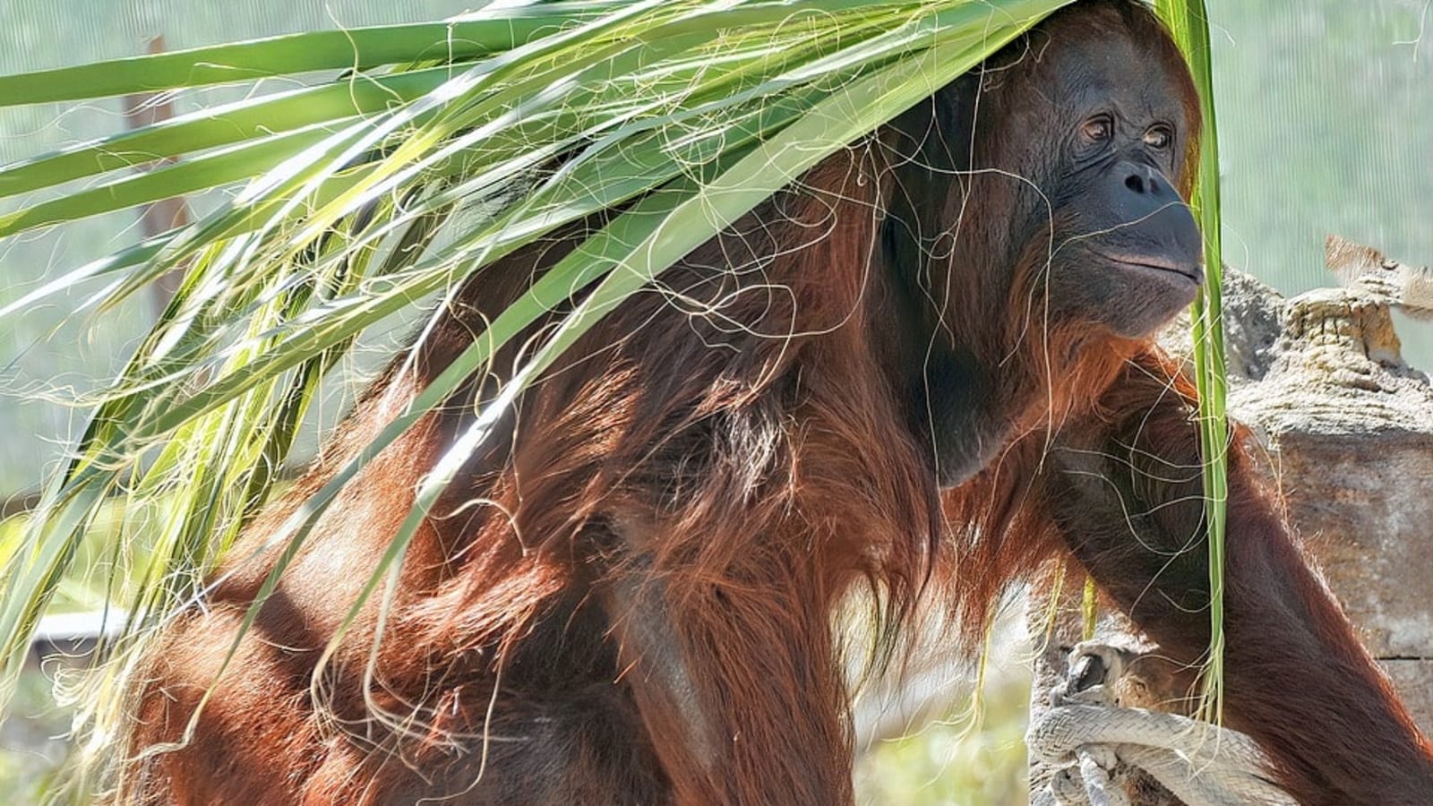 Full-Day Sandakan Wildlife and City Tour with Sepilok and Labuk Bay