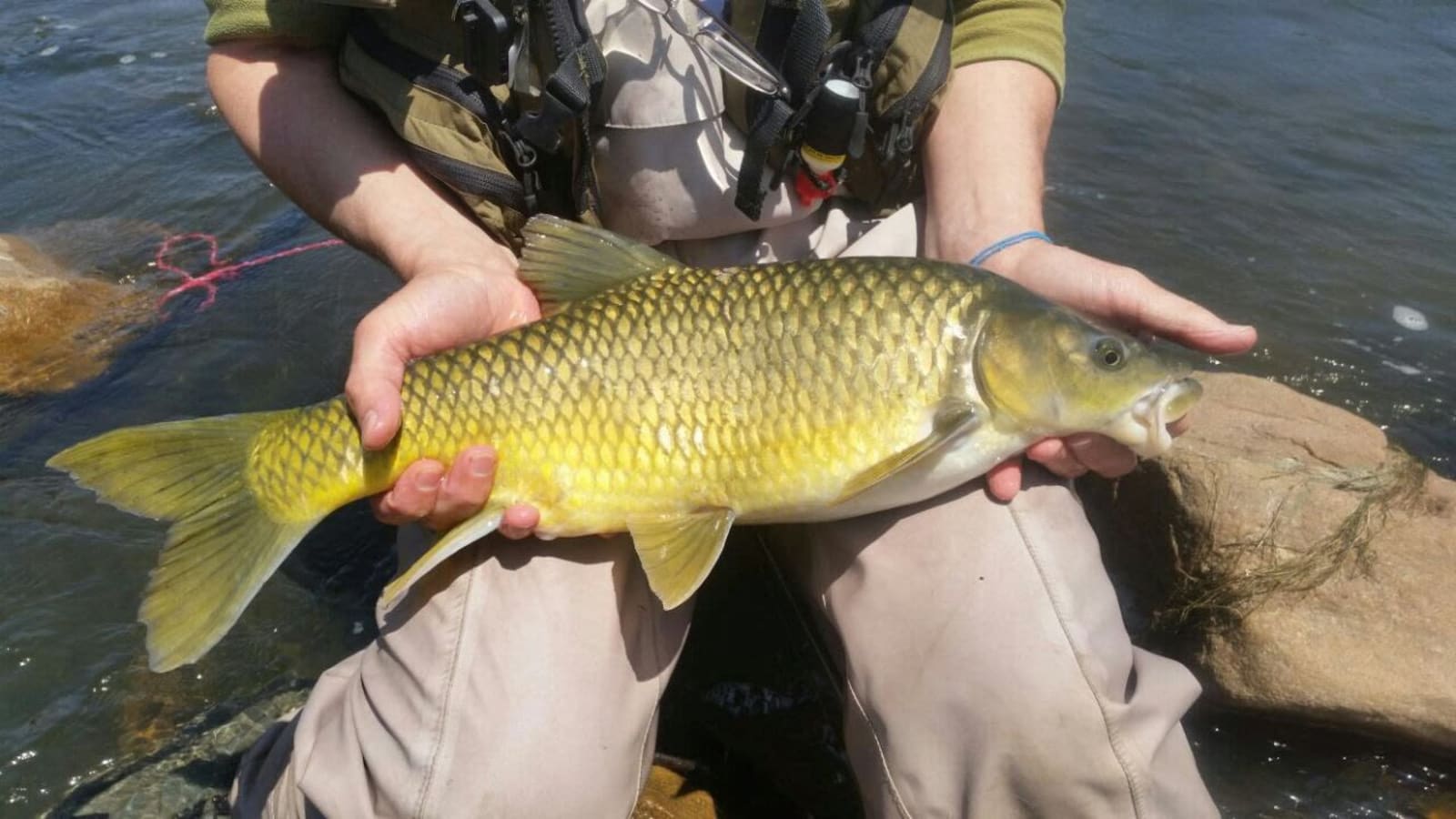 6-Hour Fly Fishing Tour on the Vaal River with Upstream Nymphing