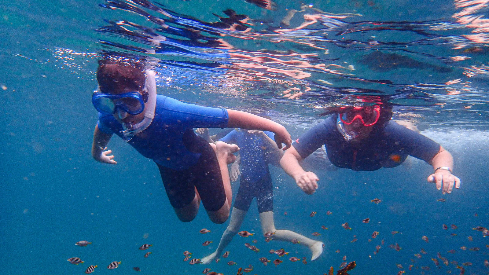 Sydney: Family Snorkeling Tour with Private Guide