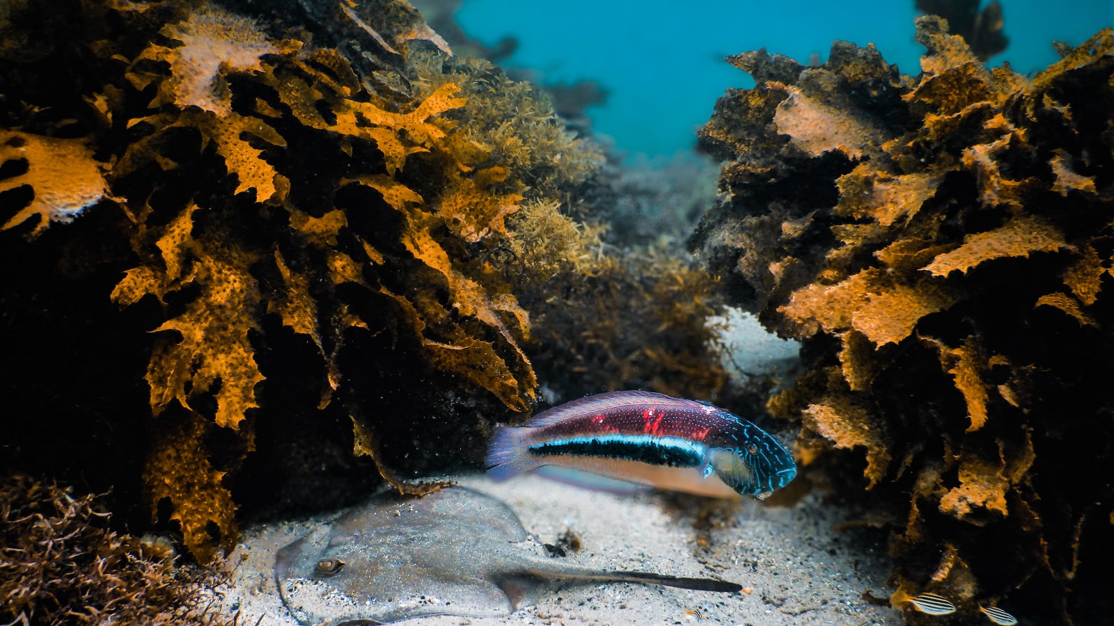 Snorkeling Tour: Discover Sydney’s impressive sea life