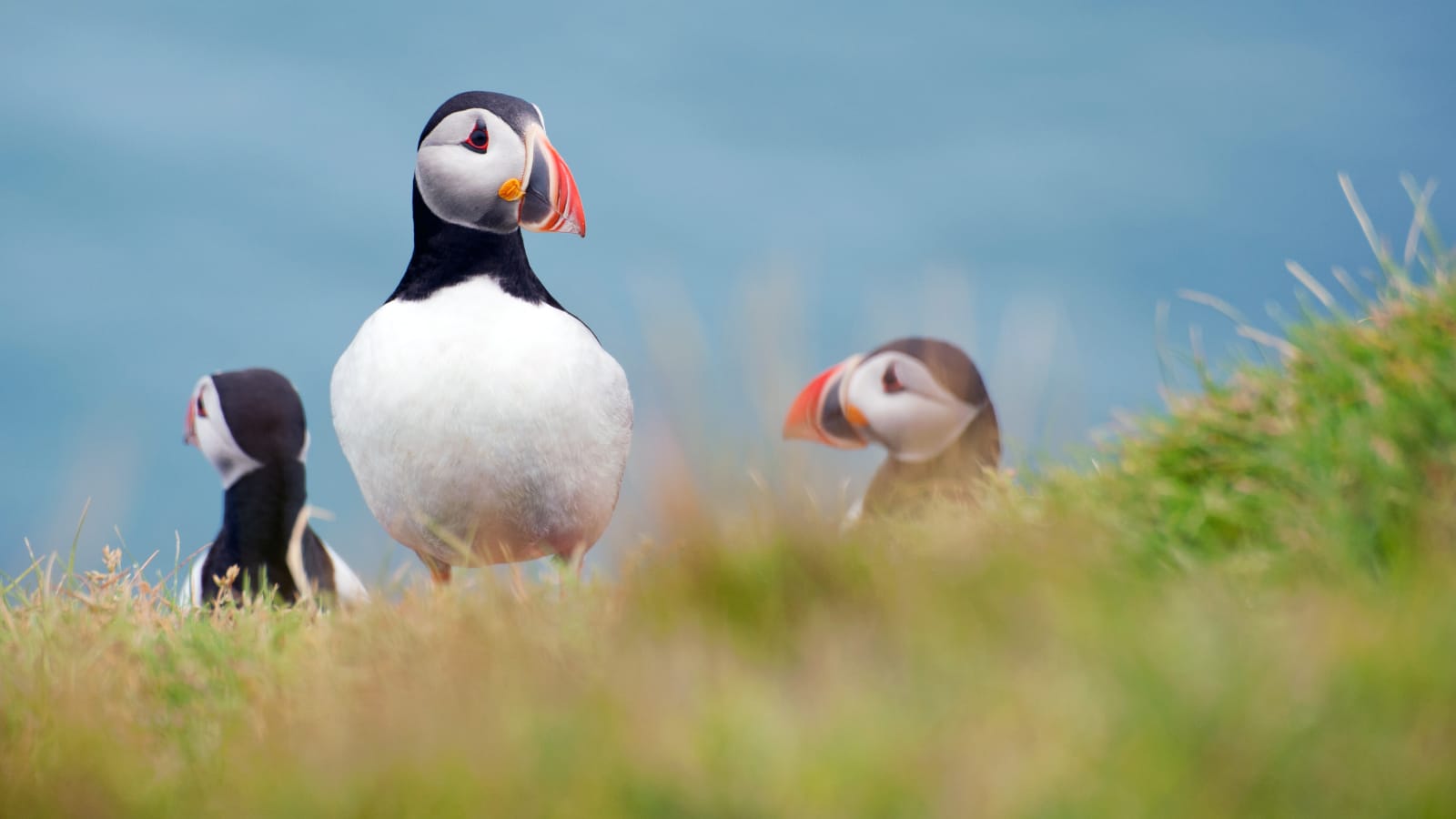 Full Day Private Vestmannaeyjar Tour From Reykjavik