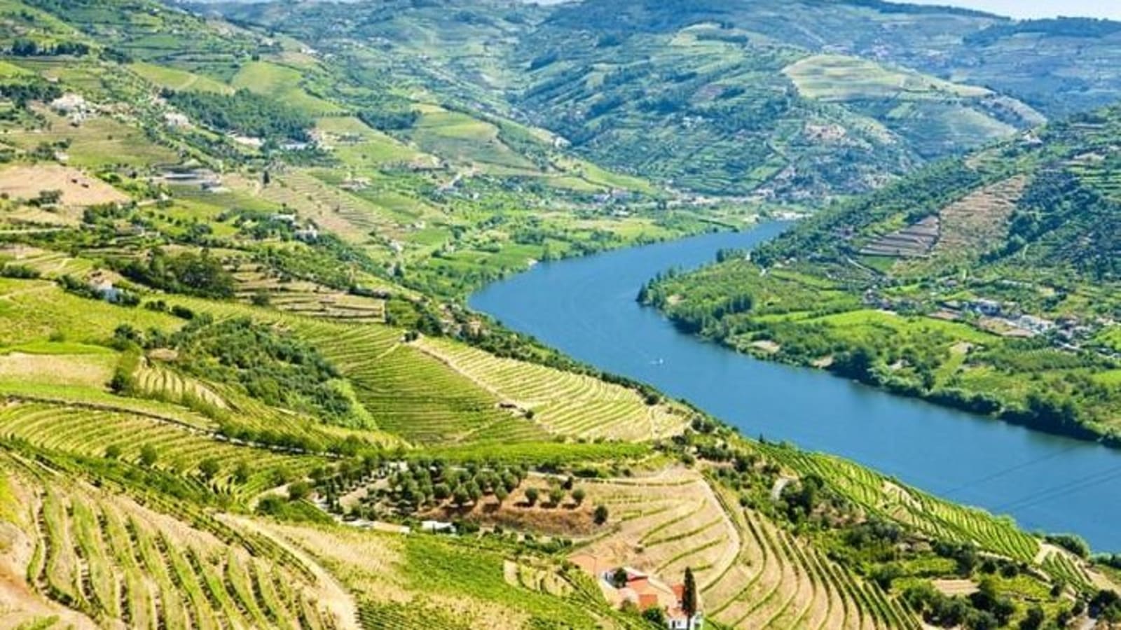 From Porto: Douro Tour with Wine, Cruise and Viewpoint Half-day
