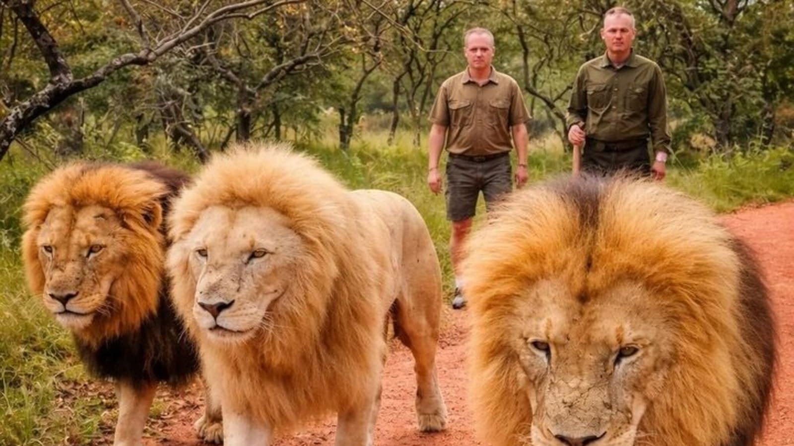 Walk With Lions From Johannesburg