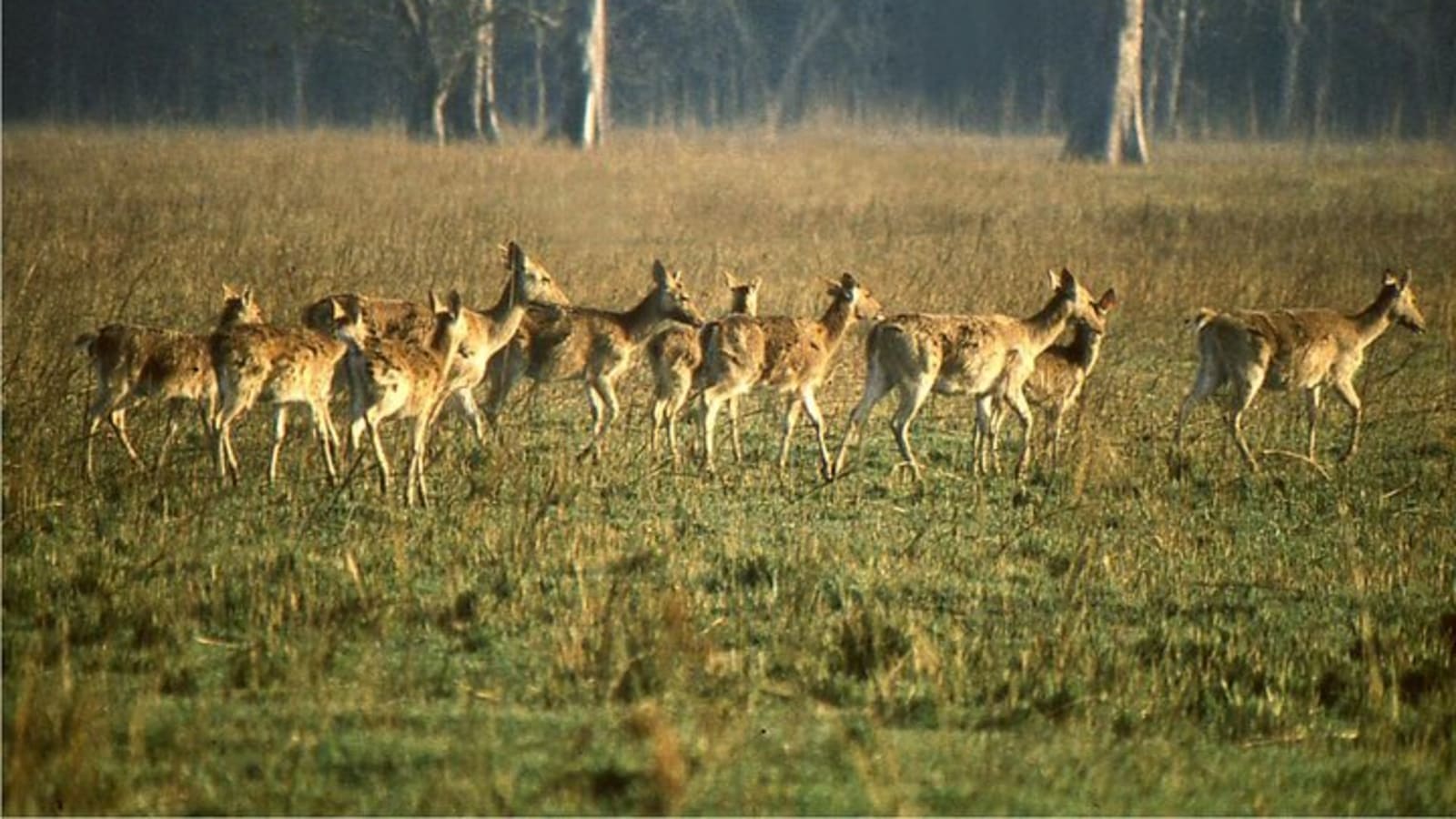 3 Day Chitwan Jungle exploration Tour from Pokhara