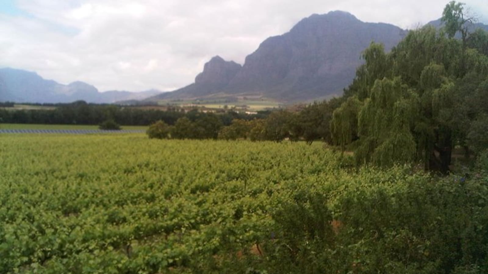 Private Cape Winelands Tour from Cape Town