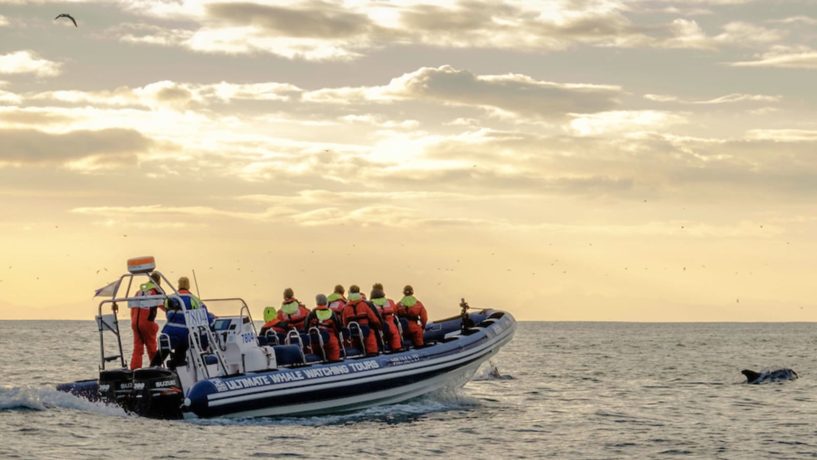Akureyri Express Whales in the Midnight Sun