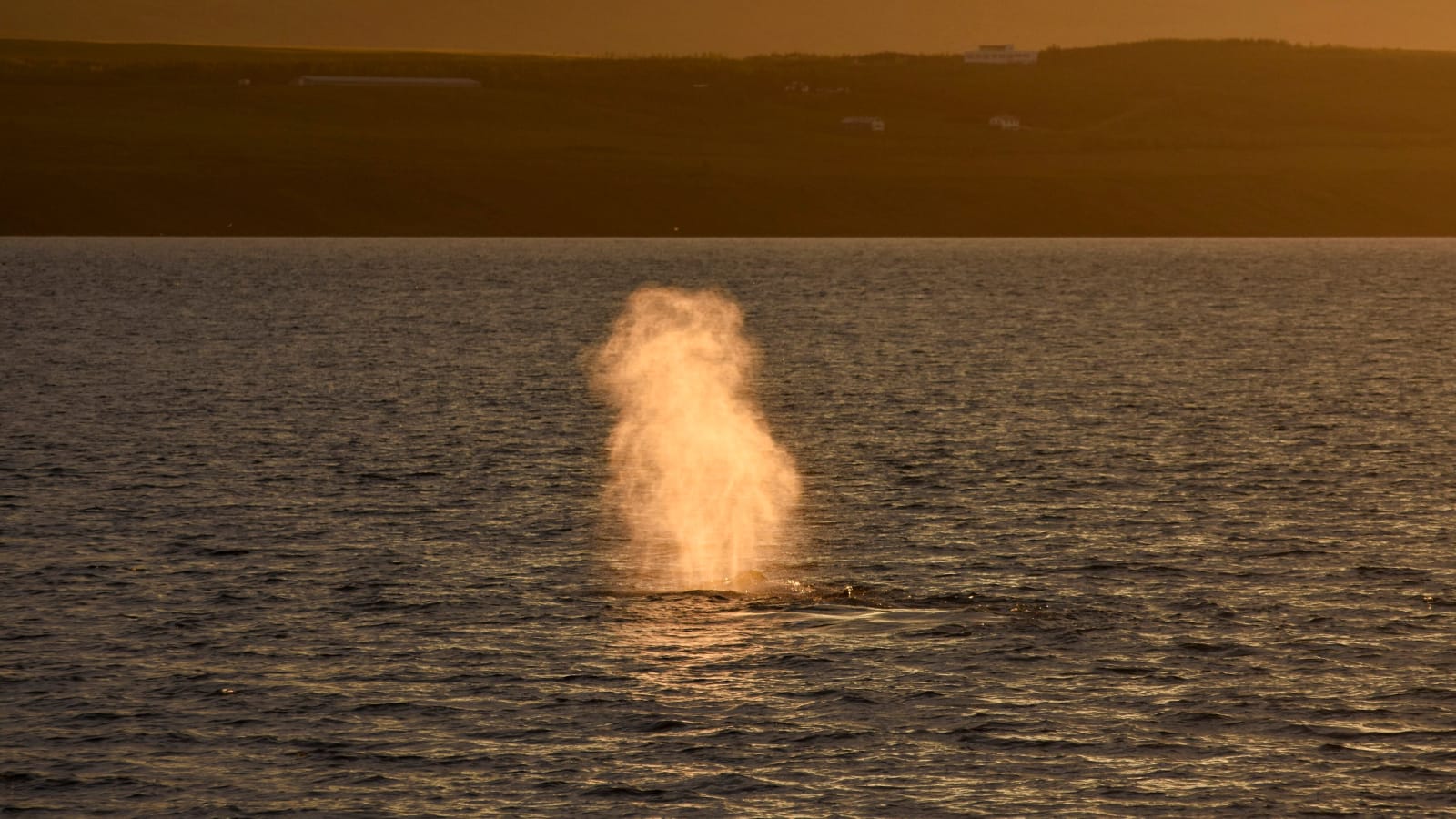 Akureyri Classic Whales in the Midnight Sun