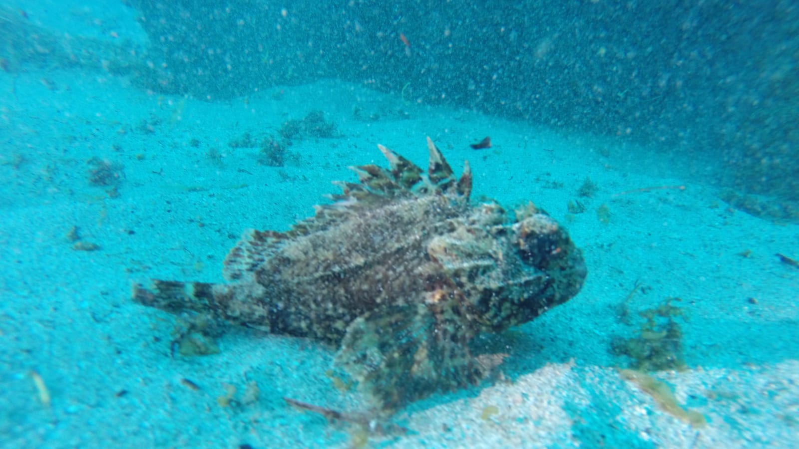Freedive foodhunt