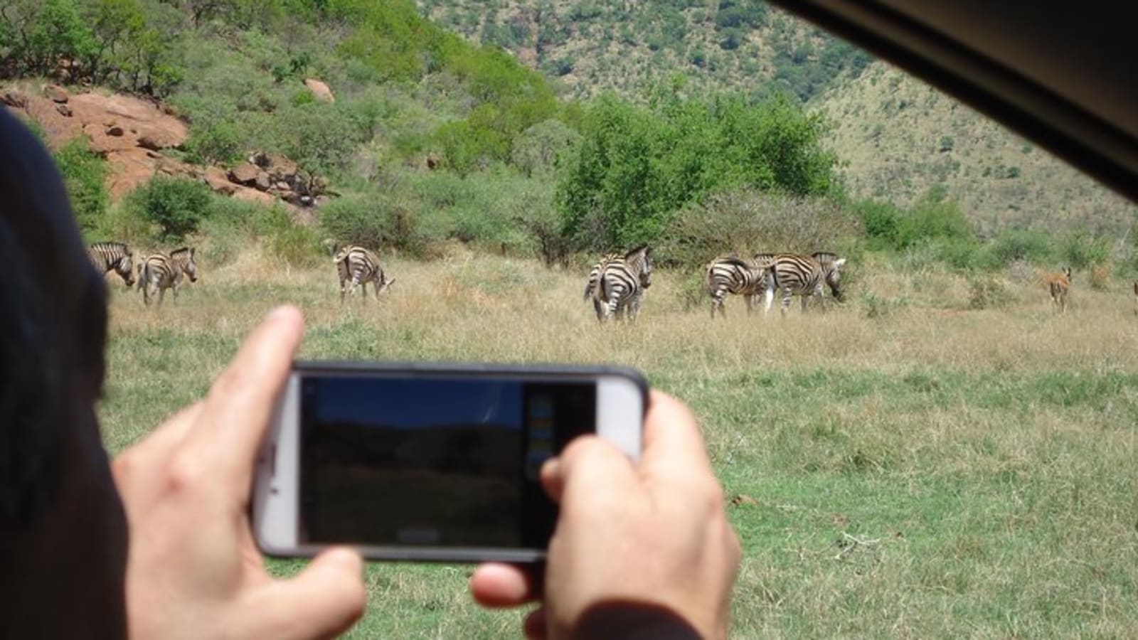 Full Day Pilanesberg Safari Tour
