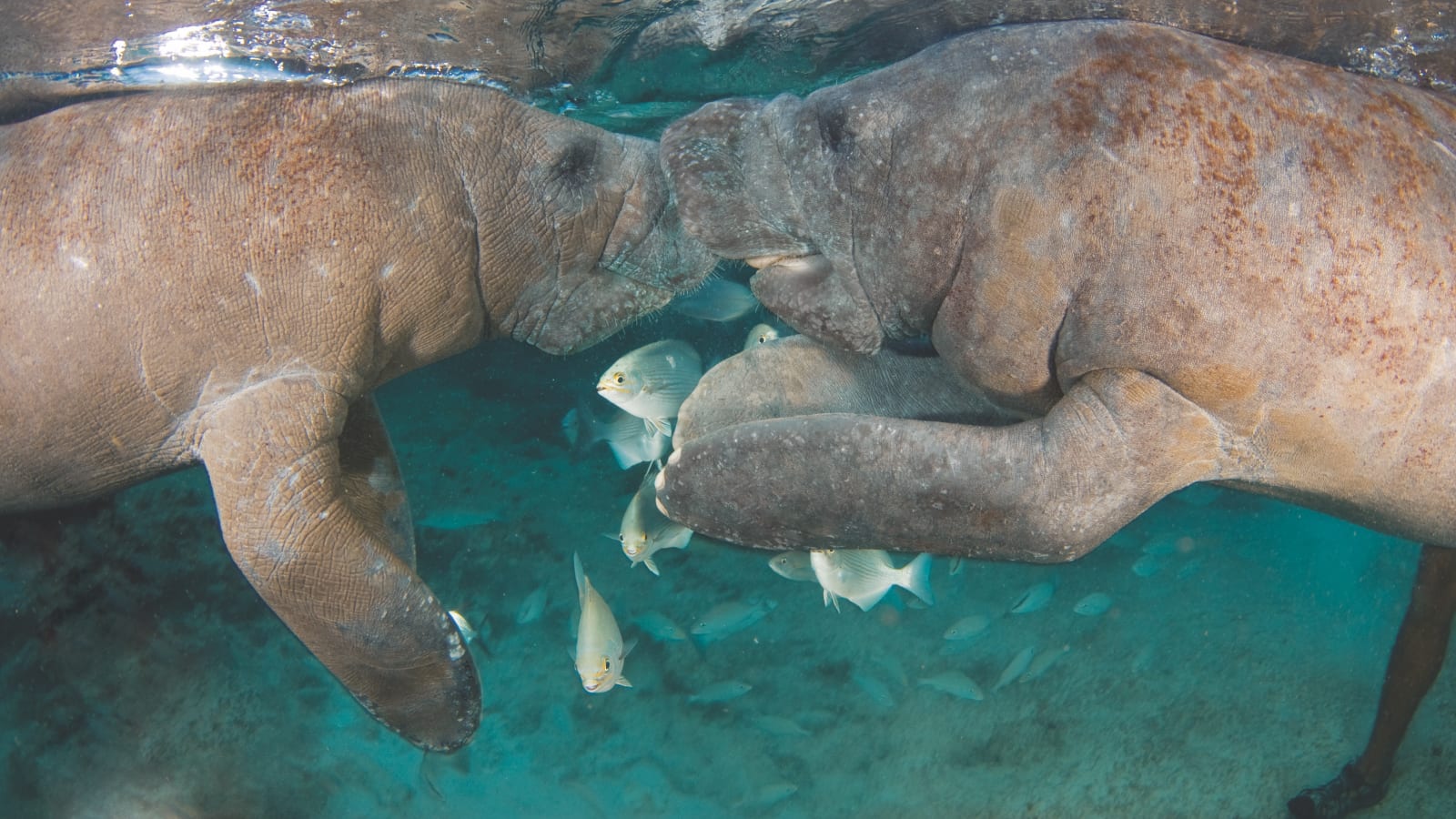Manatee Encounter en Isla Mujeres