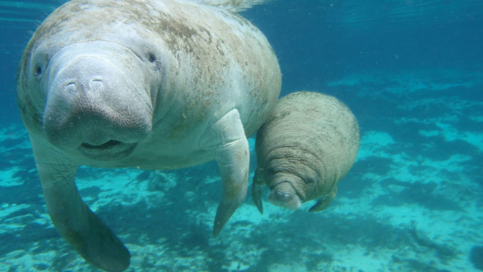Riviera Maya-Puerto Aventuras Manatee Encounter