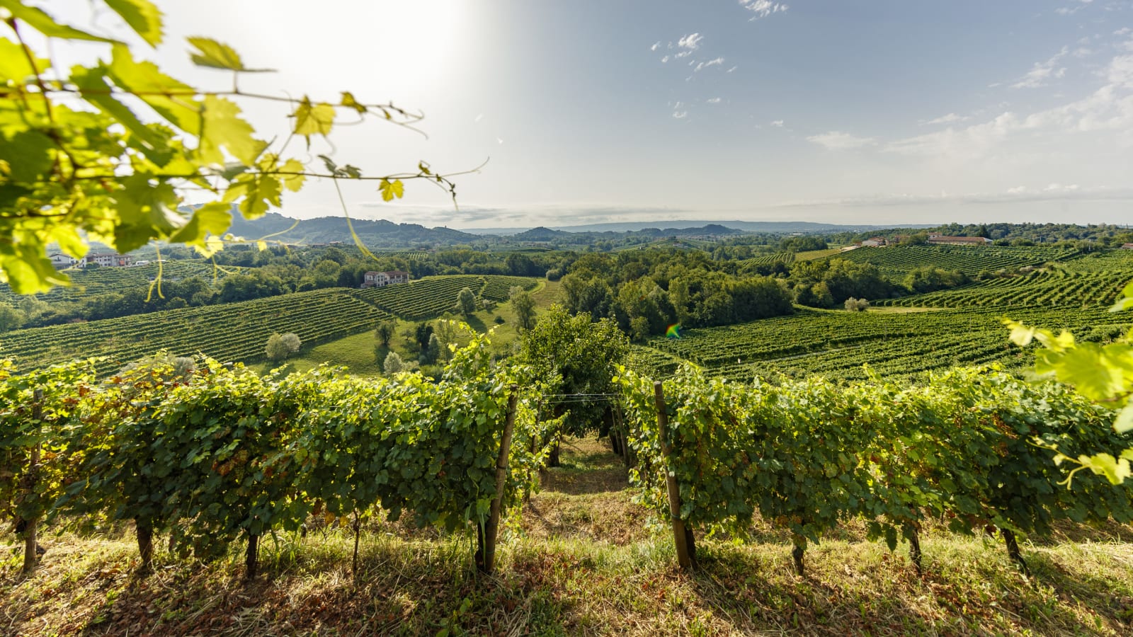 Valdobbiadene (Treviso): Prosecco Tasting Experience