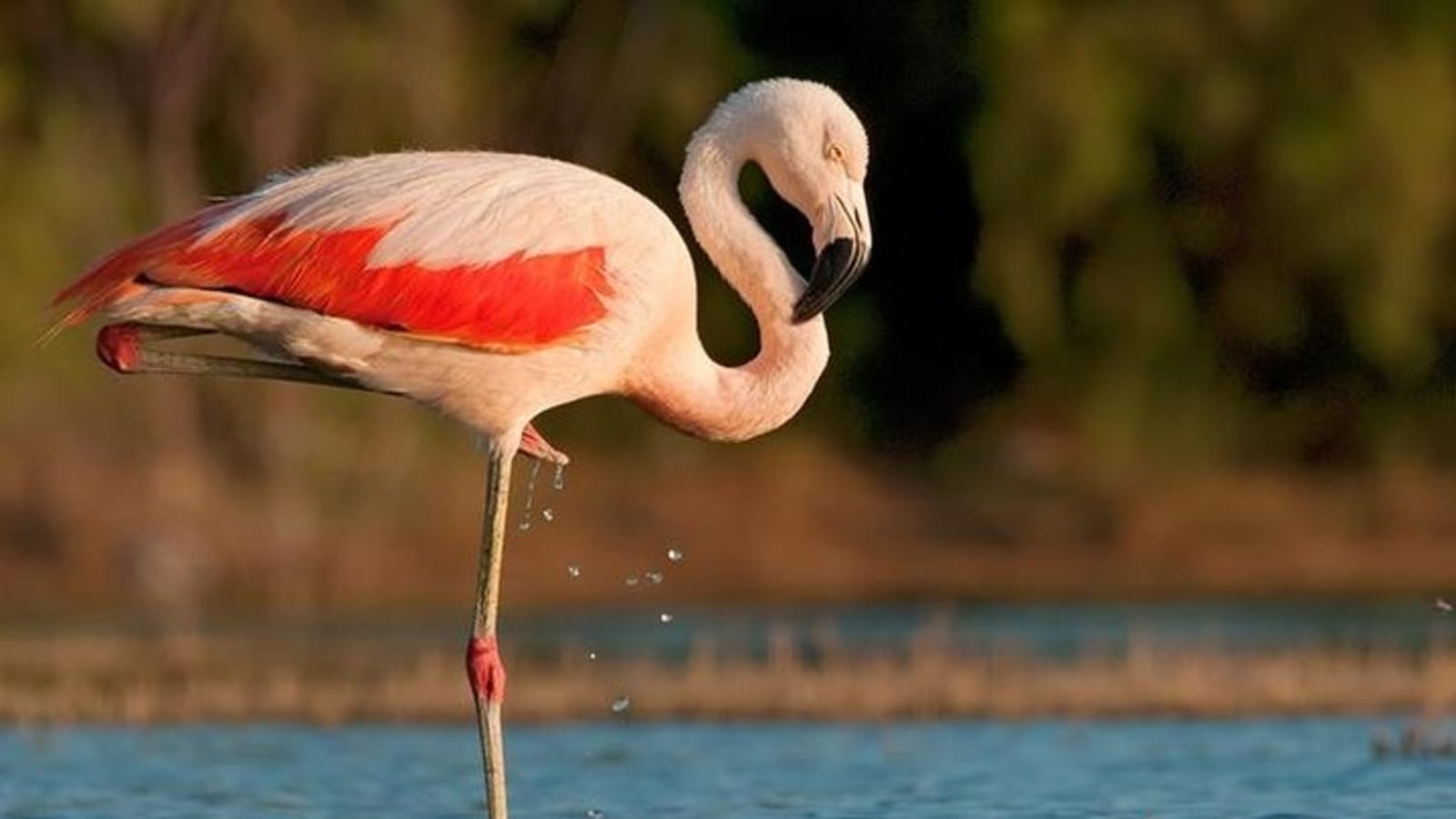 Full-Day Tour to Laguna de los Pozuelos from Tilcara