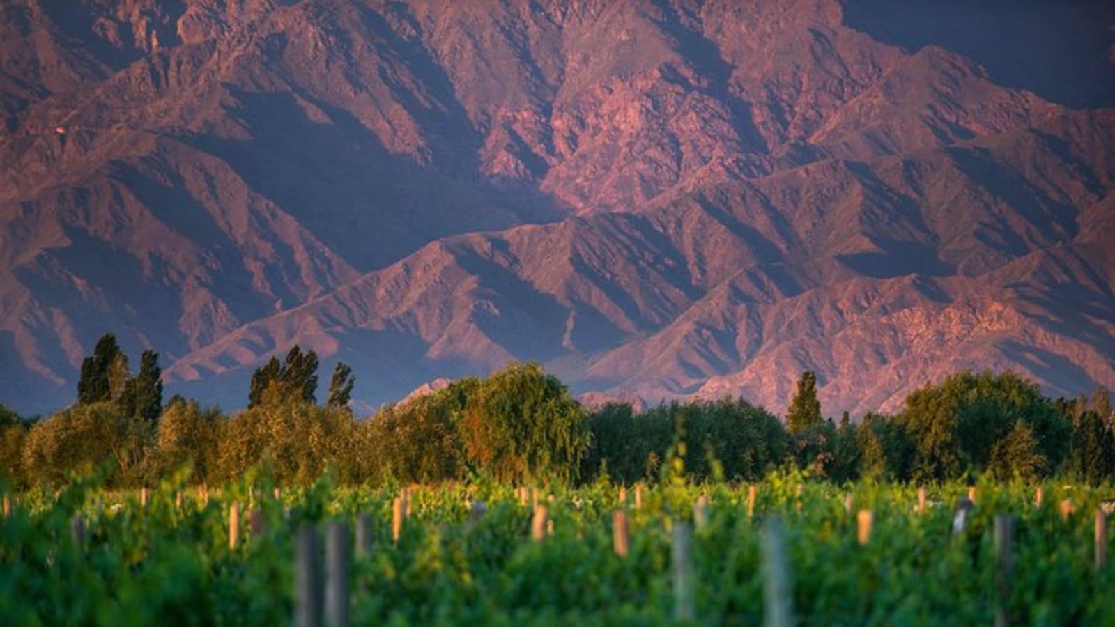 Cafayate Wine Trail Excursion: Explore Salta's Vineyards