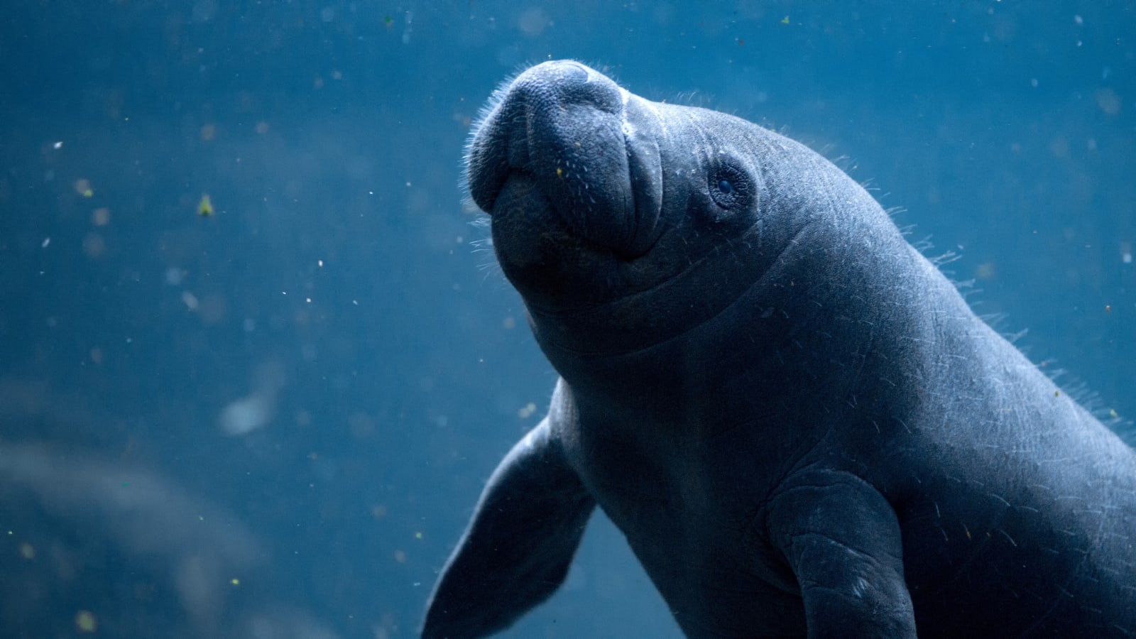 Manatee Encounter en Cozumel