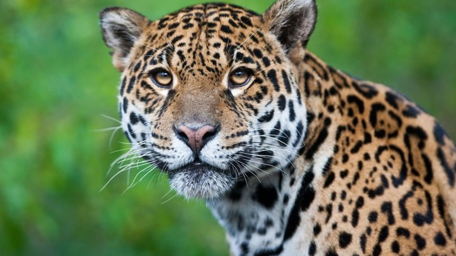 4-Day Puerto Maldonado Rainforest Tour