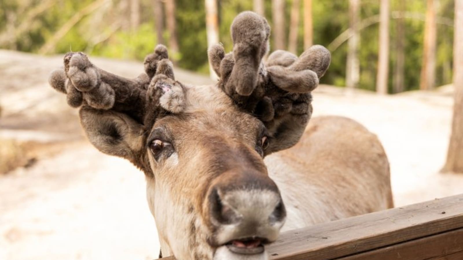 Northern Elegance: Private Reindeer Safari & Fireside Picnic*****