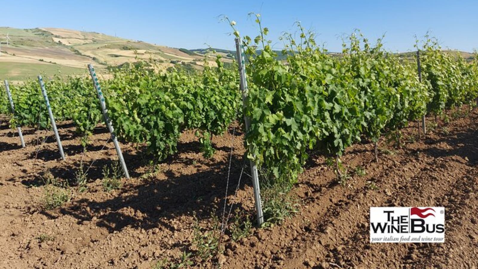 Private Vulture Wine Tour from MATERA with sommelier