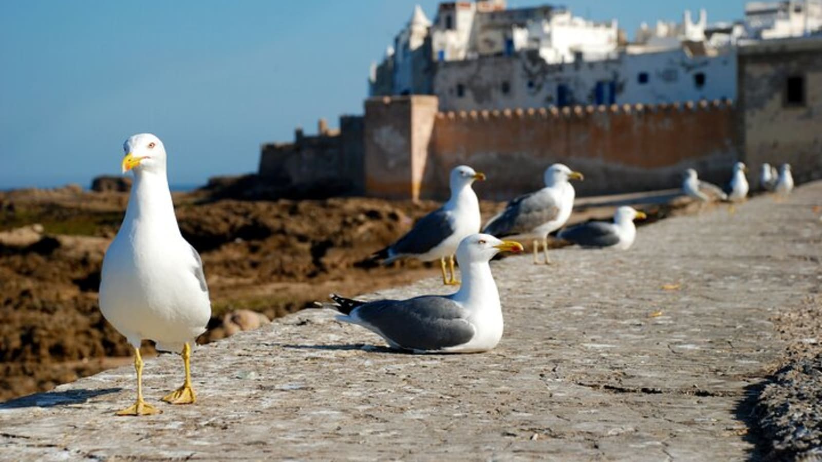 Your Own Morocco. Along The Ocean From Marrakech: Three Days of Happiness