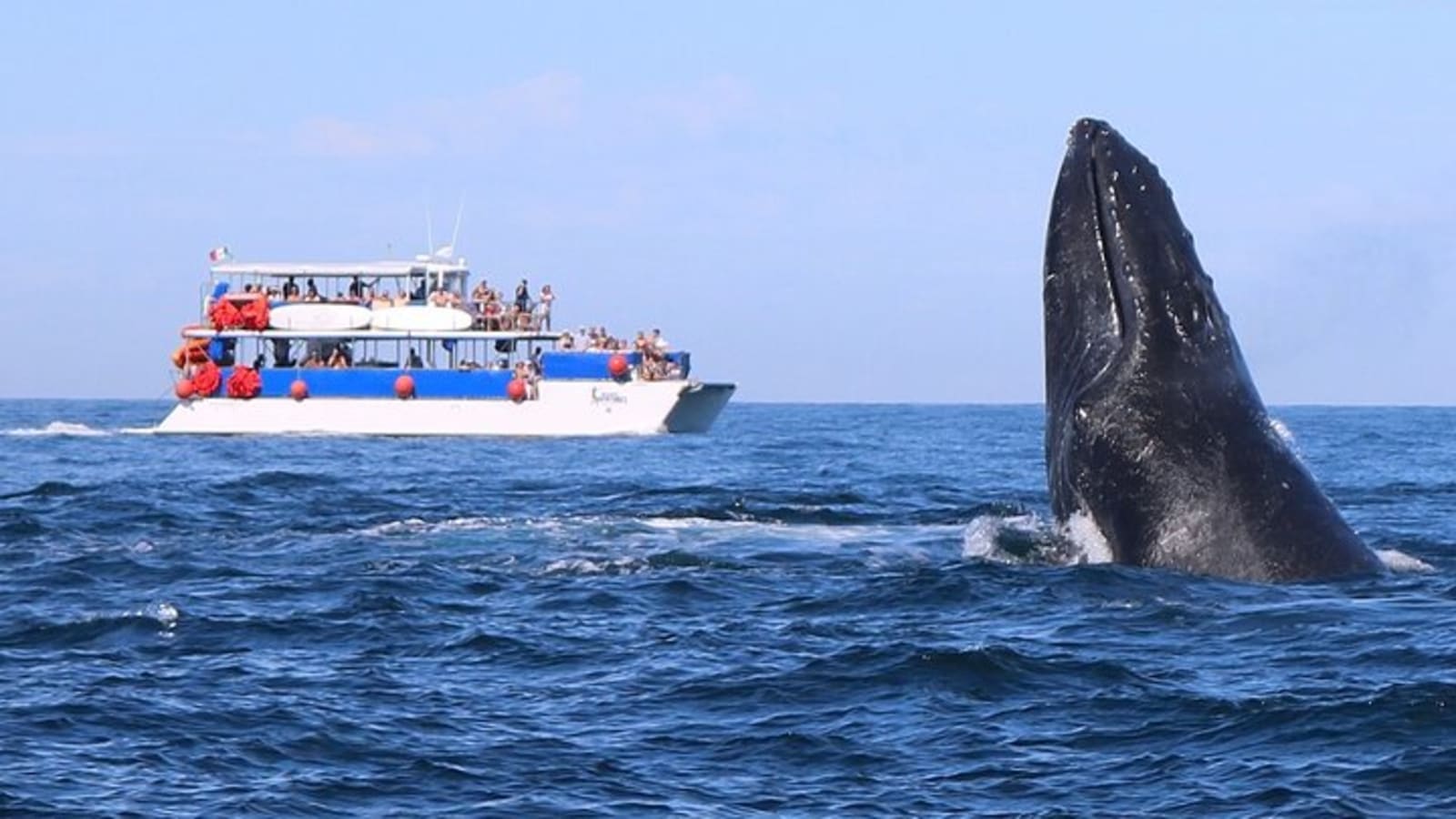 Whale Watching in Puerto Vallarta