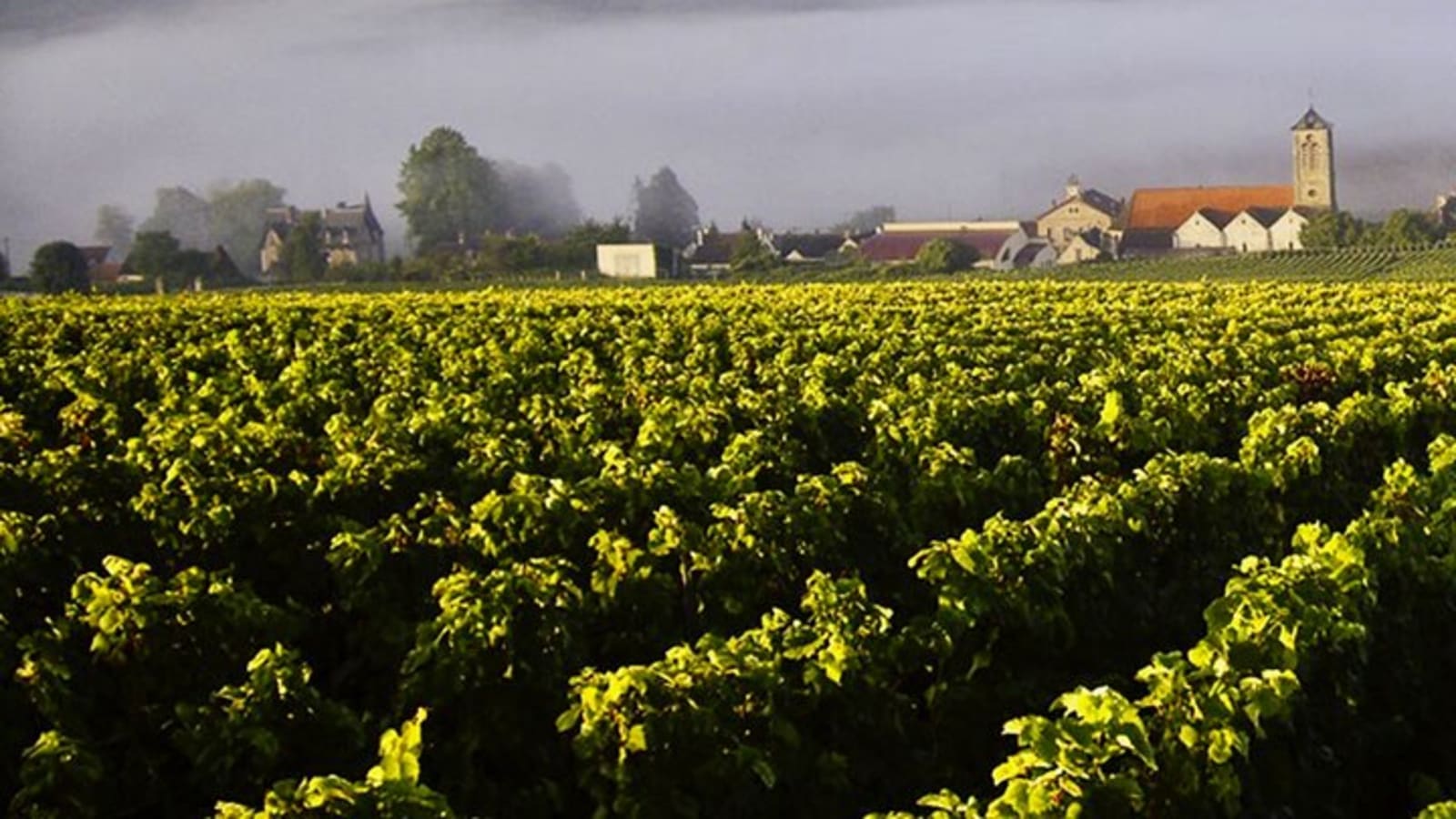 Moet et Chandon, Vineyards, Cellars, 7 tastings Private Champagne Trip.