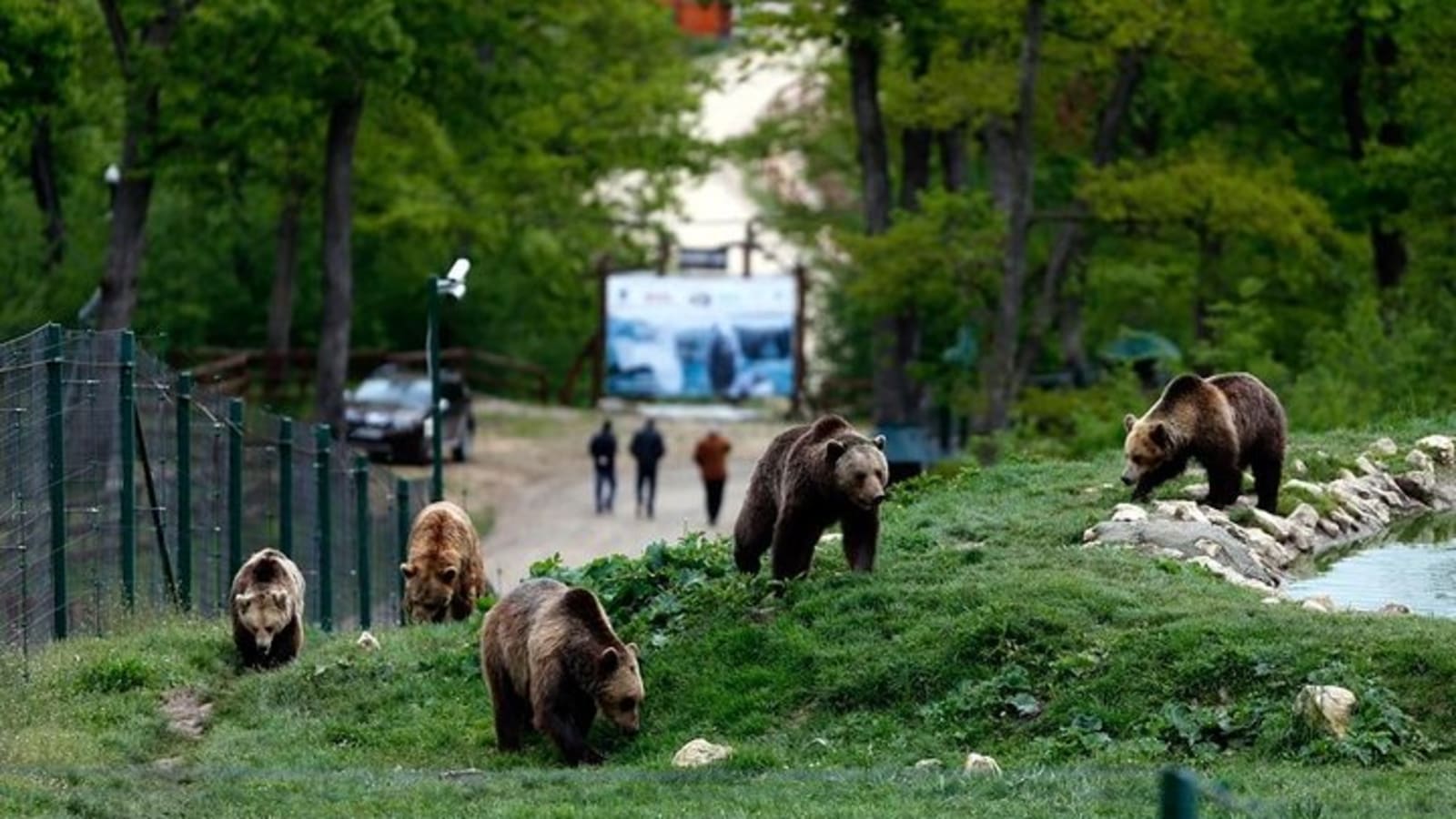 Explore Transylvania: Bear Sanctuary, Bran Castle & Brasov tour
