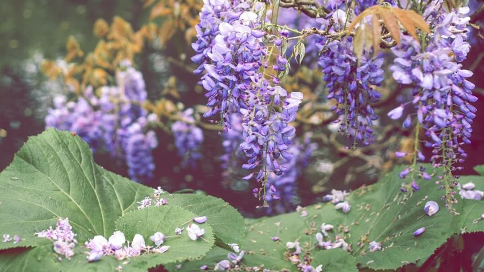 CDG Transfers with Giverny, Crepe tasting and cruise