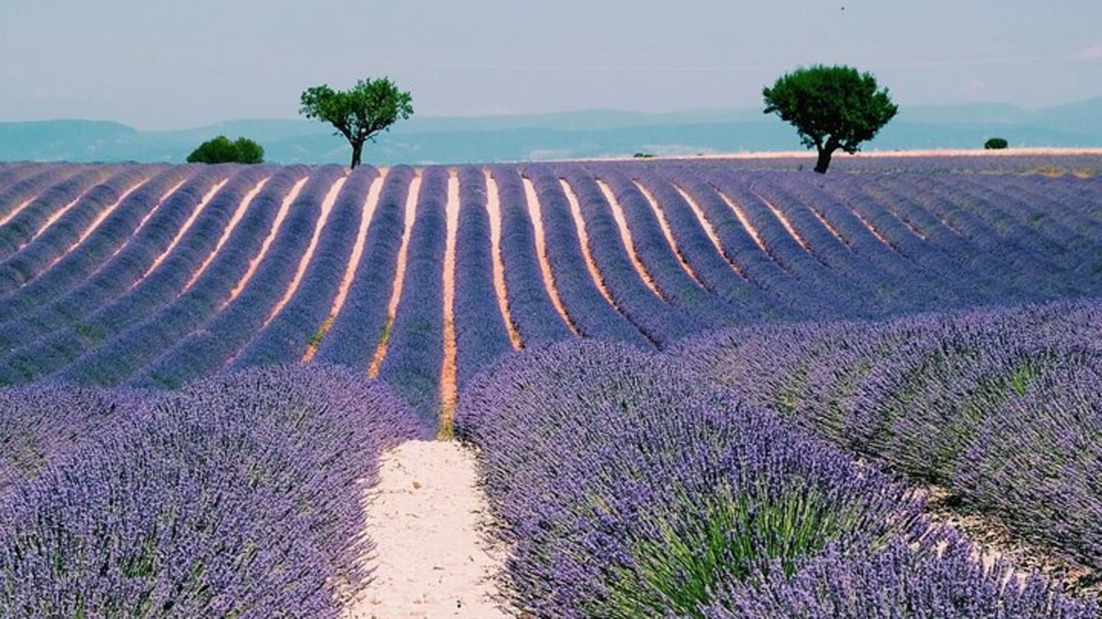 Provence, Vineyards & Lavender Fields Private Day Trip