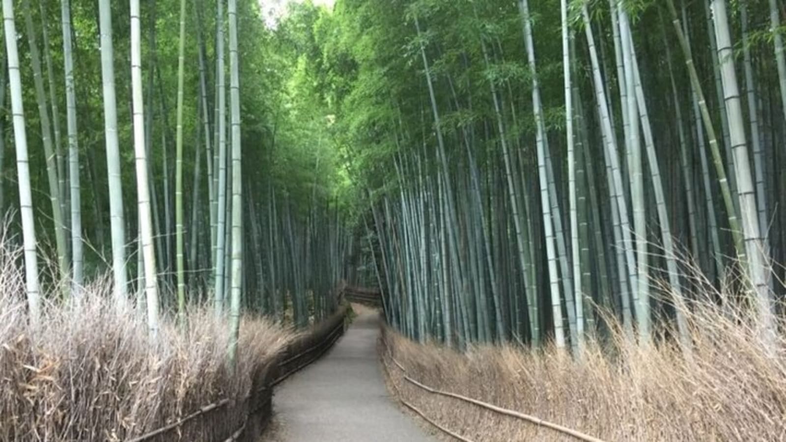 Full-Day Private Guided Tour to Kyoto, Arashiyama