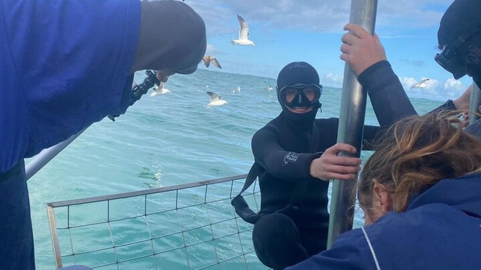Shark Cage Experience with transport from Cape Town