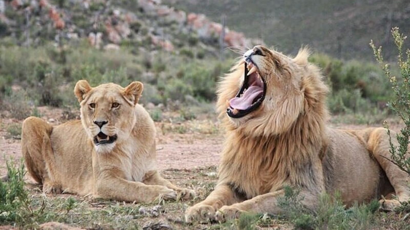Big 5 Aquila Safari half Day Tour and Wine Tasting