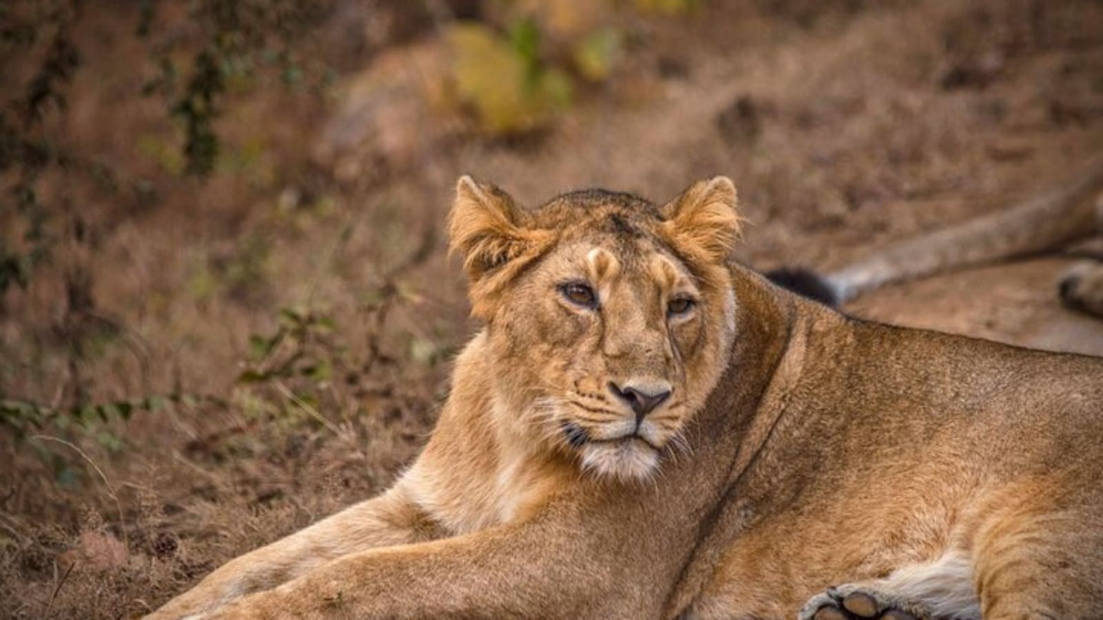 Temple & Lion Safari Tour from Rajkot in Gujarat
