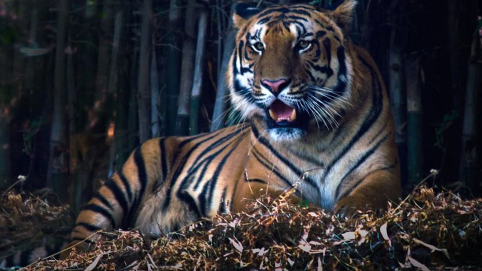 Tiger, Temple & Taj