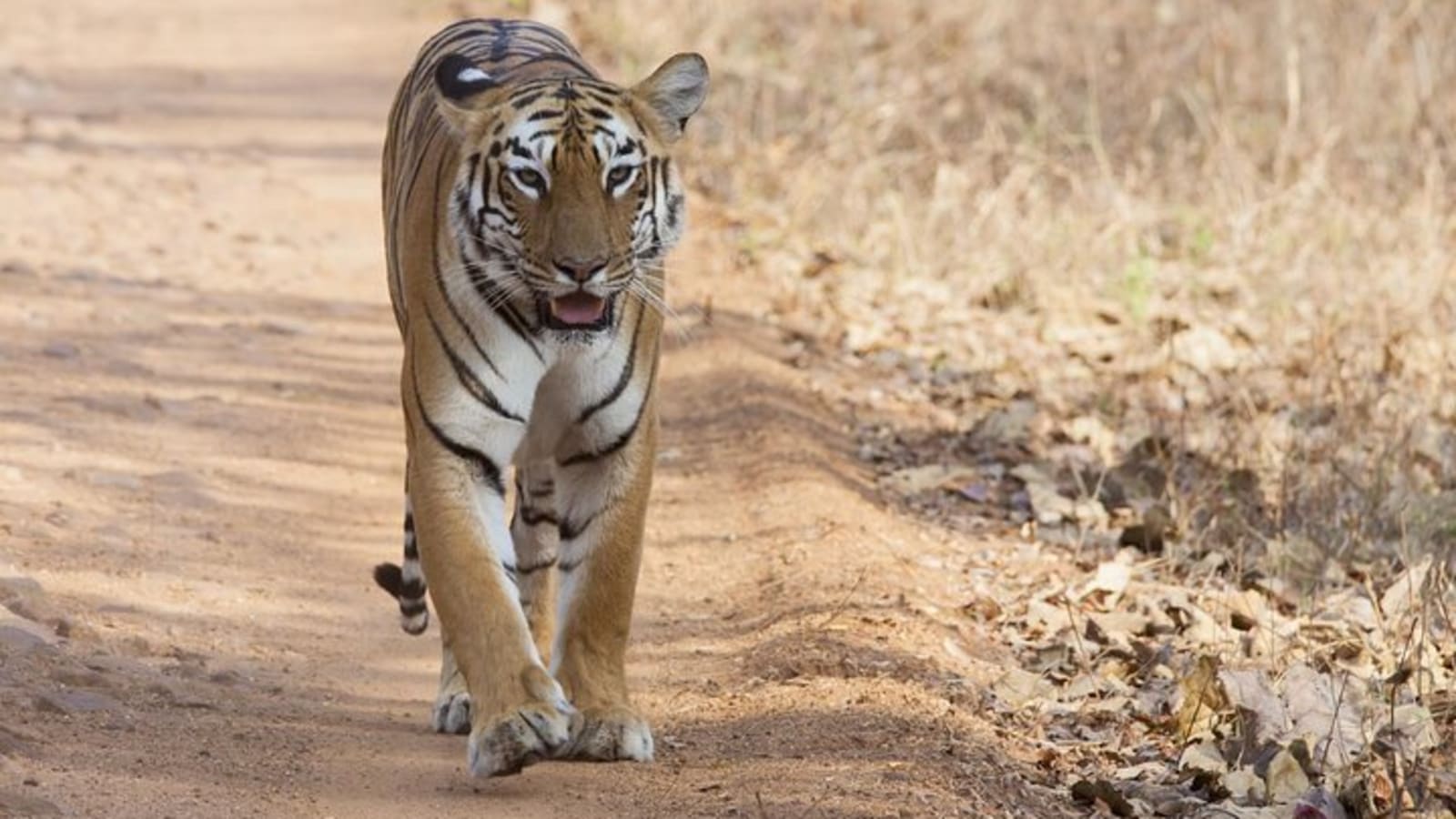 Bangalore to Bandipur National Park via Visiting Mysore
