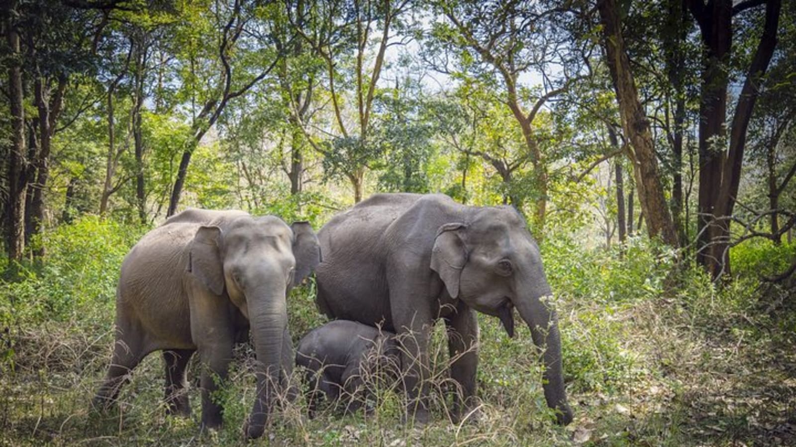 Bangalore to Mysore & Nagarhole National Park