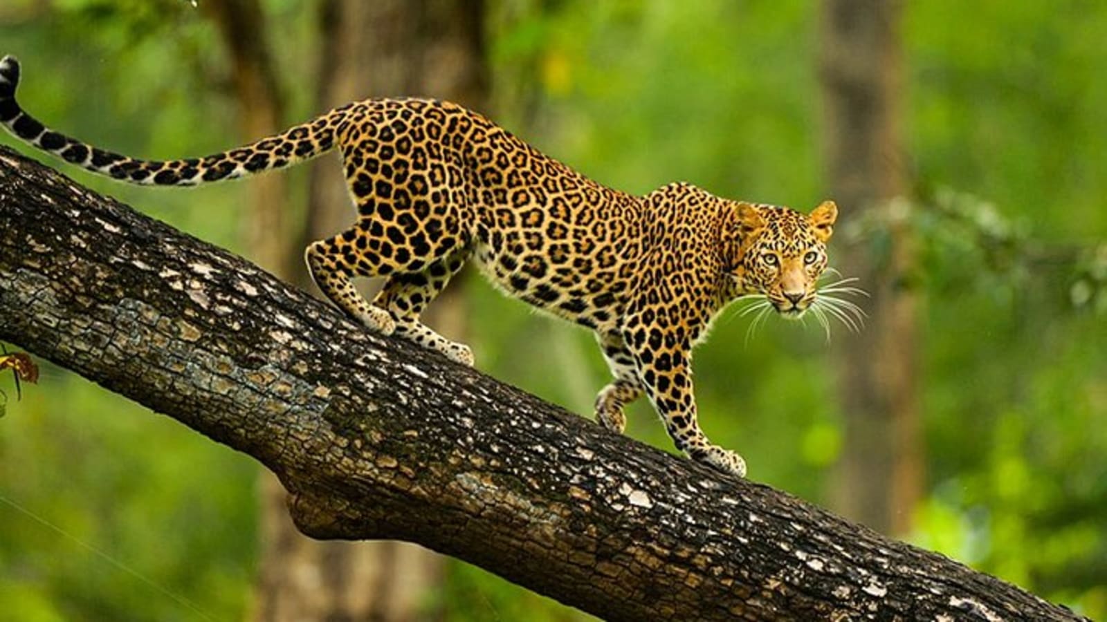 Sandalwood, Backwater & Spice Route