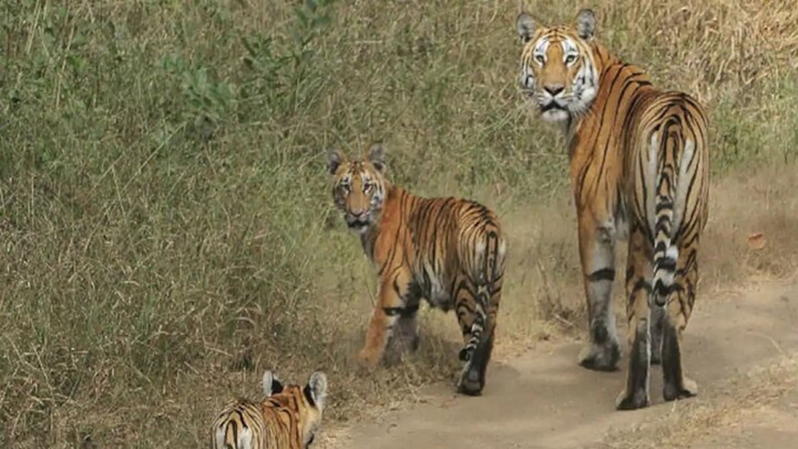 Safari in Pench National Park