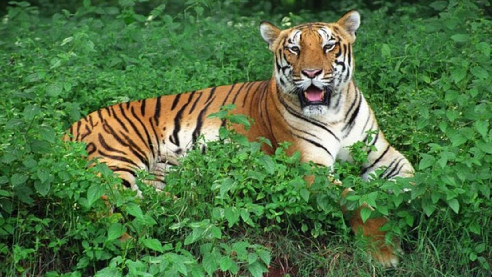 Bhubaneshwar to Bhitarkanika & Similipal Tiger Reserve Tour