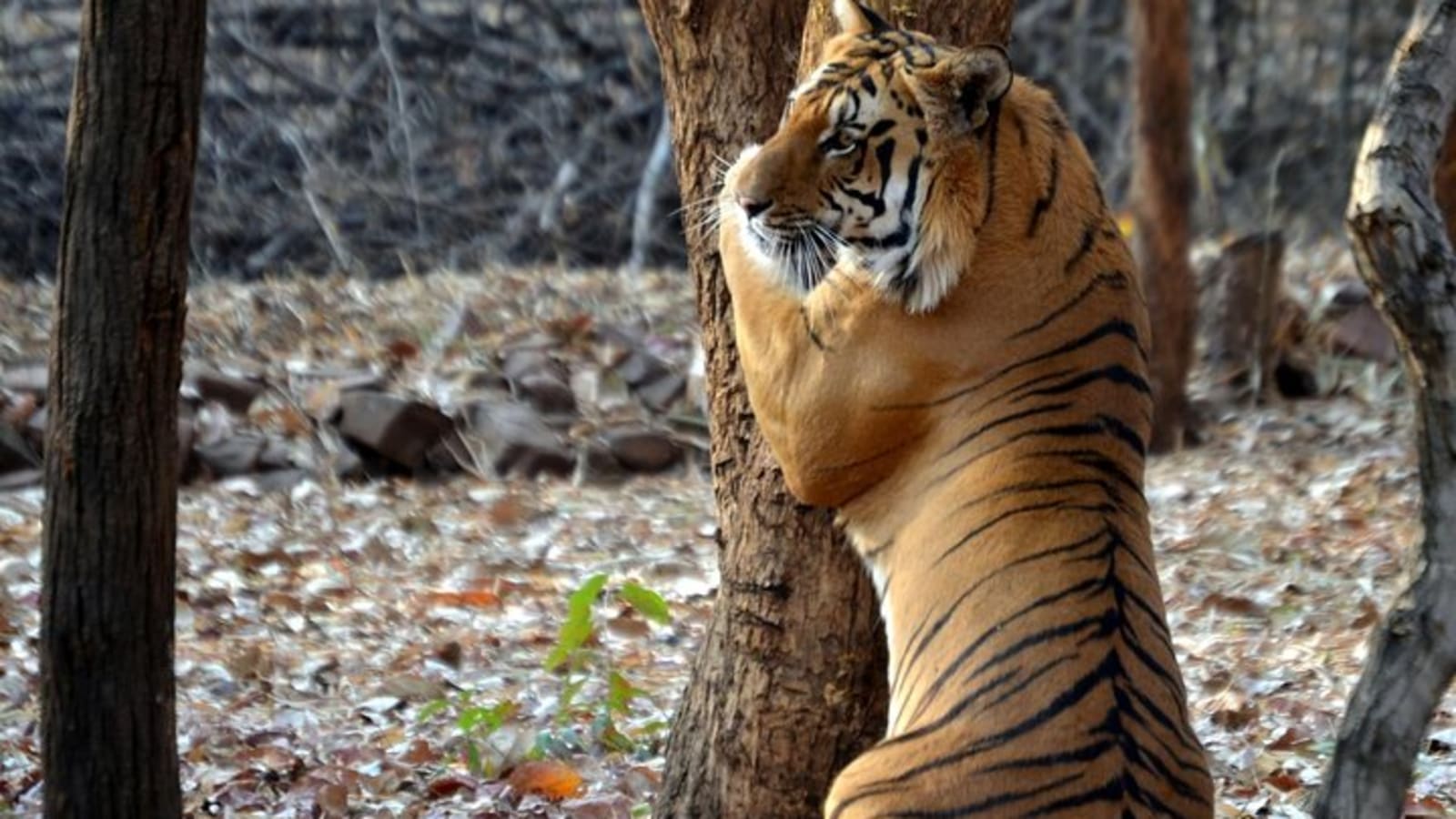 Tiger & Temple