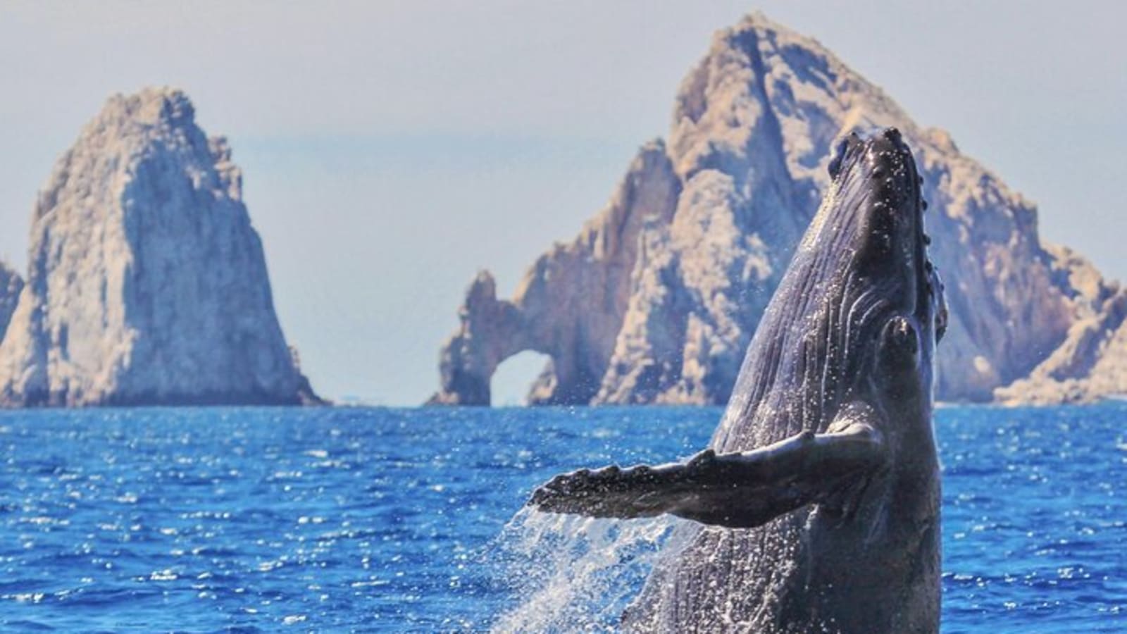 Los Cabos Whale Watching Cruise with Open Bar & Snacks
