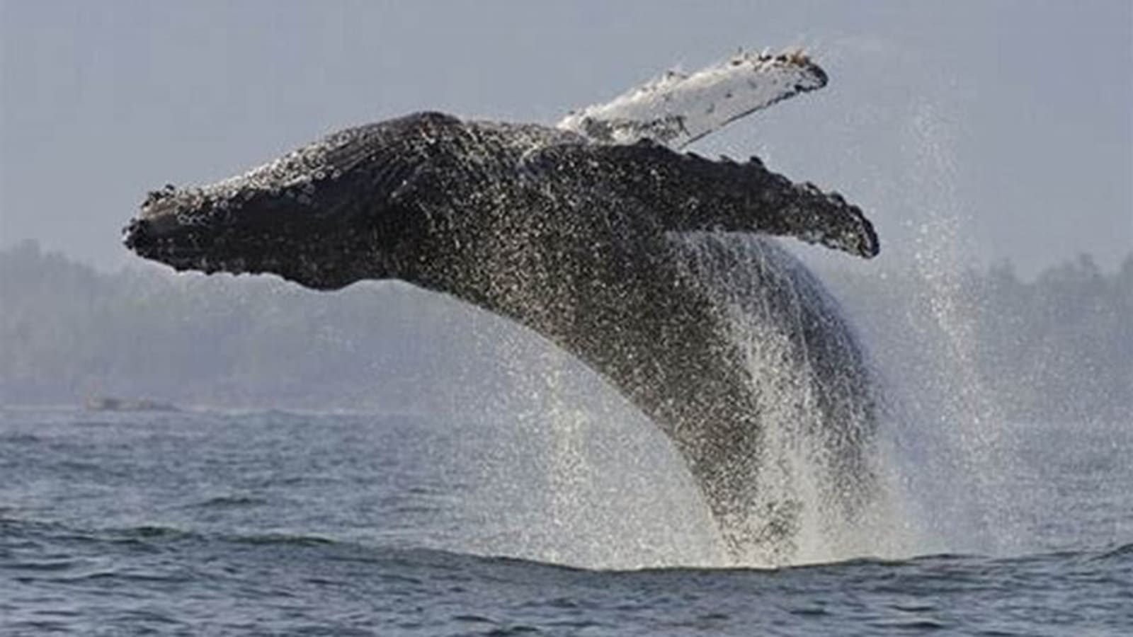 Whales Watching Hermanus Boat Trip and Private Wine Tour