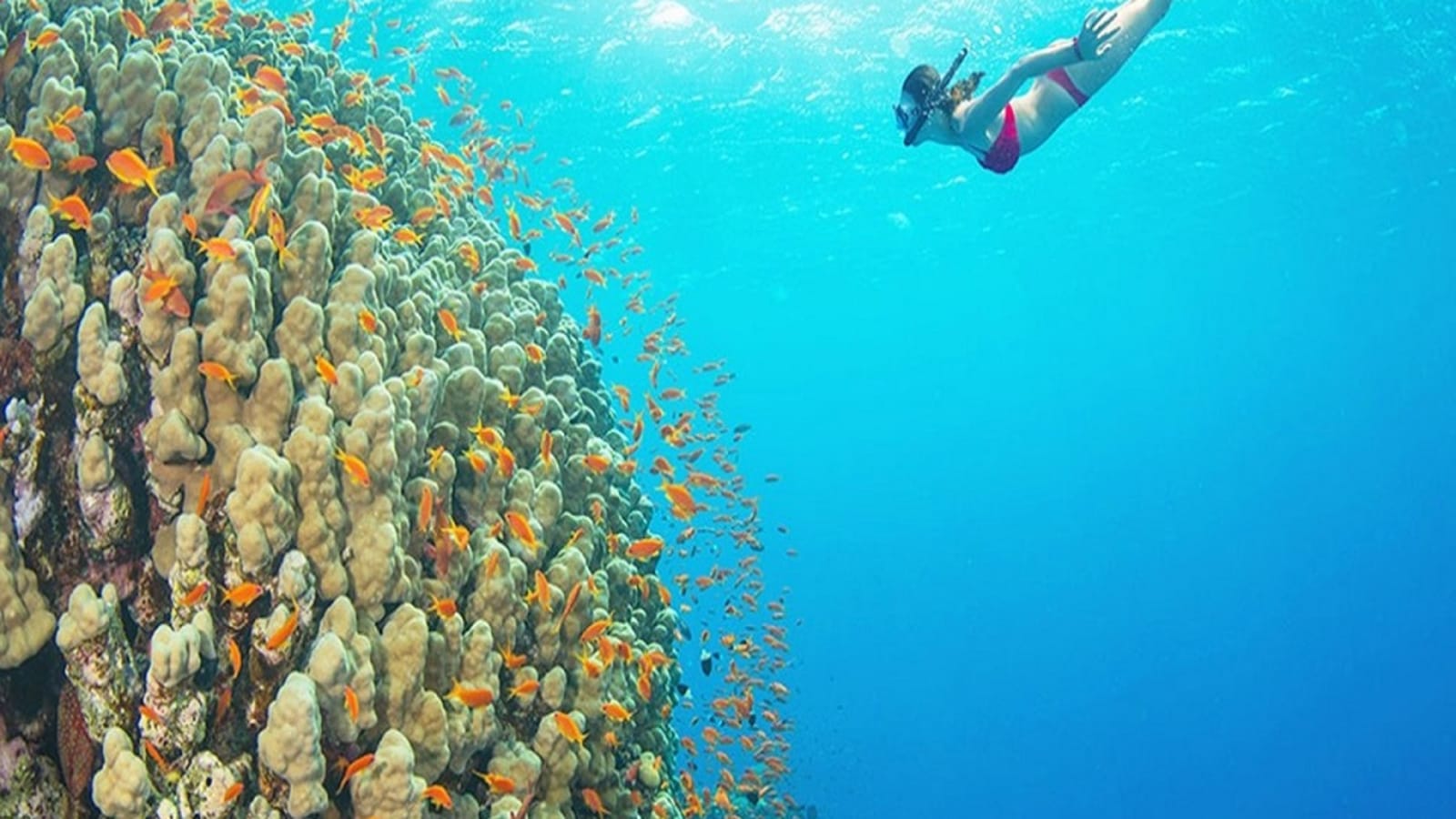 Snorkeling Day Trip to White Island and Ras Mohamed from Sharm