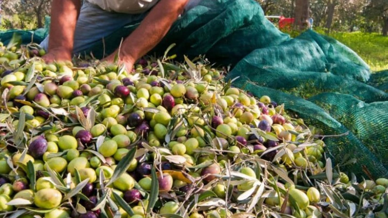 Be a Local: Private Tour from Olive Harvest to Culinary Delight