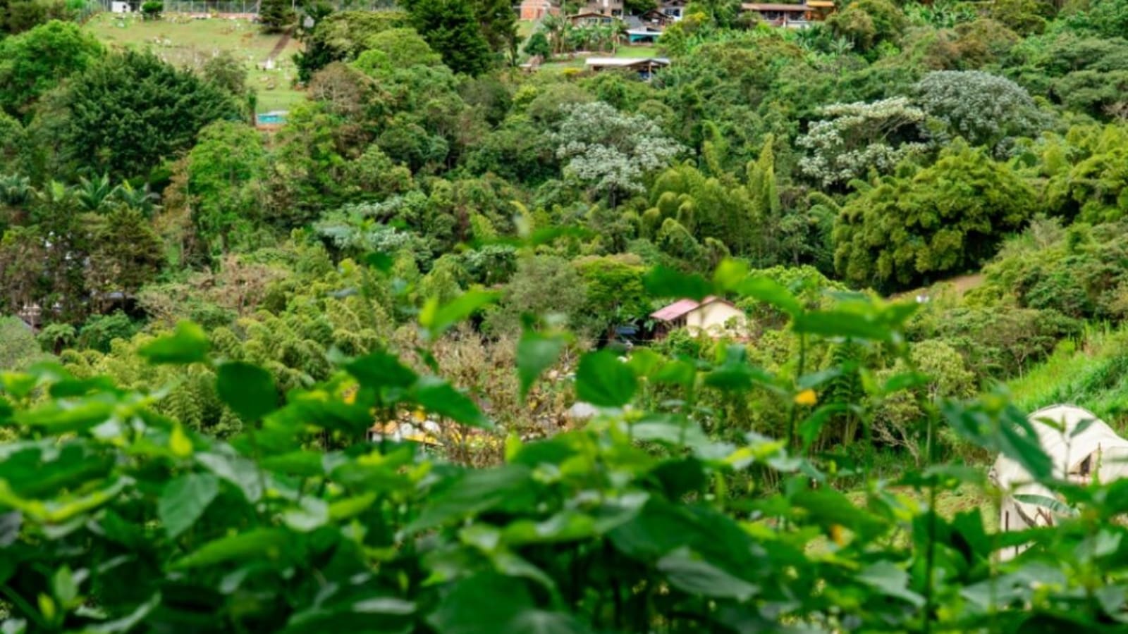 Tour Bosque de Niebla San Antonio el cerrito/Cali