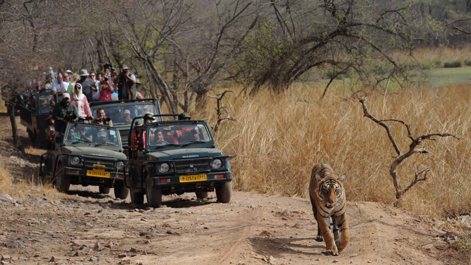 5-Day Kanha and Tamia Wildlife Tour with Tribal Village Experiences