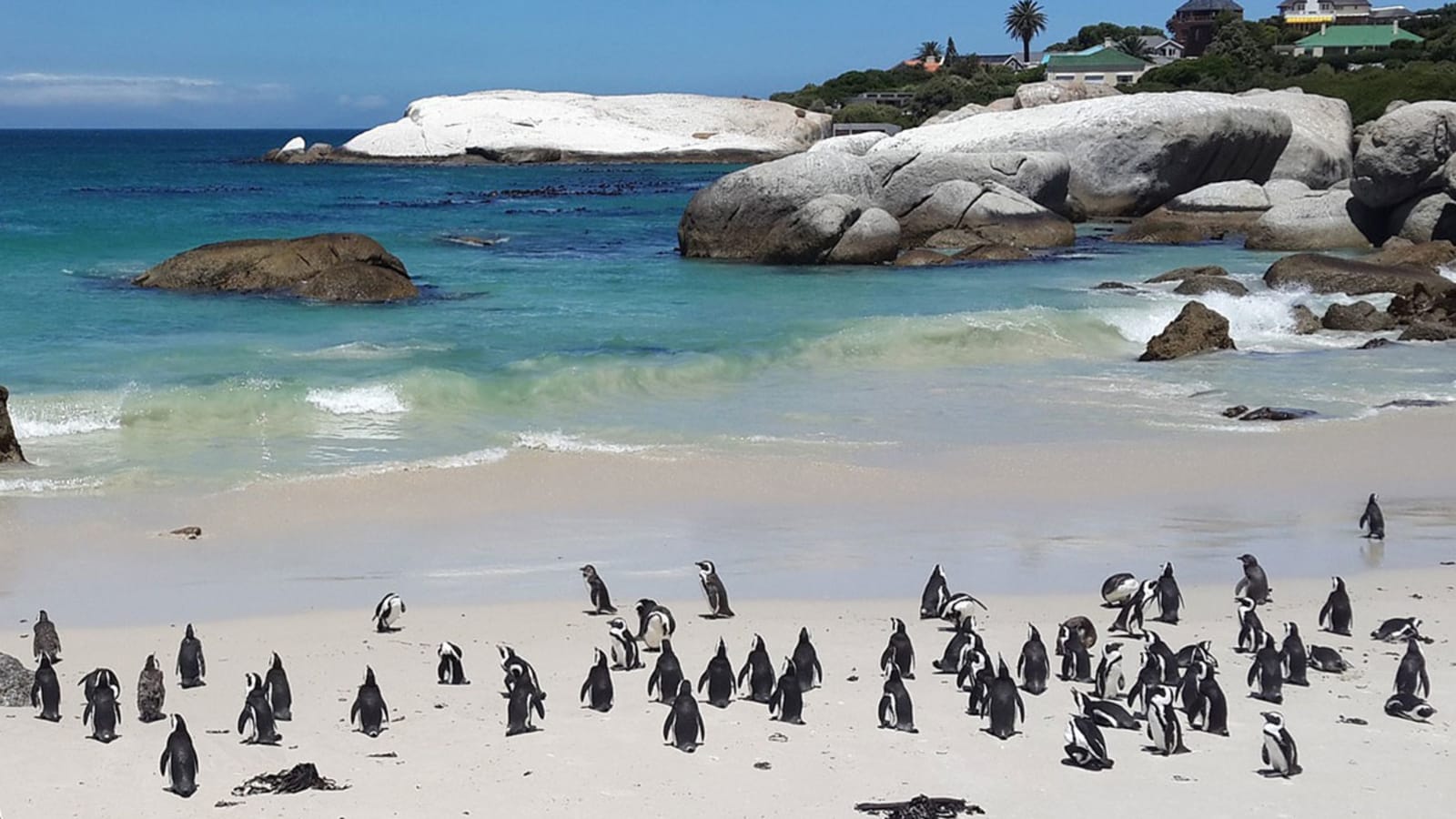 9-Hour Cape Peninsula Tour from Cape Town with Cape Point and Penguins