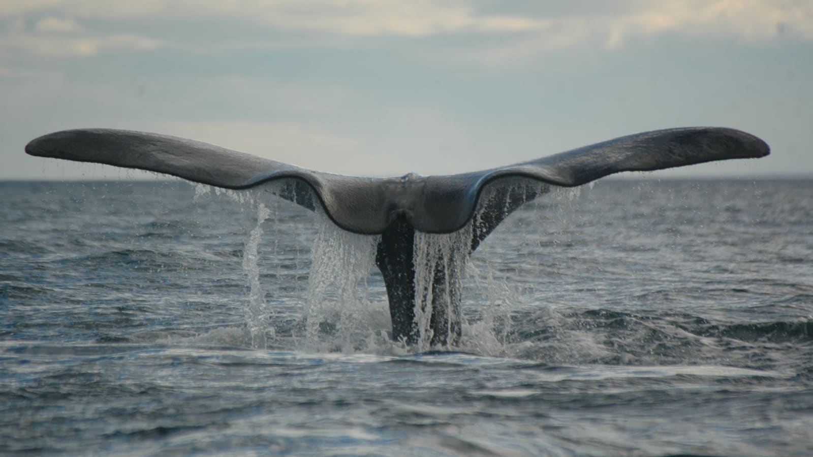 8-Hour Península Valdés Wildlife Tour from Puerto Madryn with Whale Watching